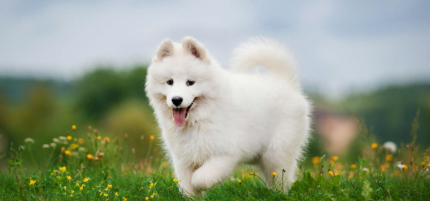 Dog being examined